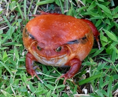 Dyscophus antongilii