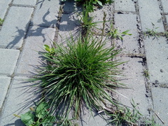 Lolium perenne