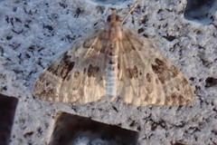 Cidariini