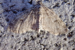 Lobophora