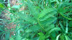 Aeschynomene americana