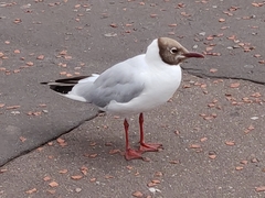 Chroicocephalus ridibundus
