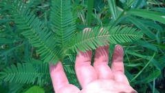 Aeschynomene americana