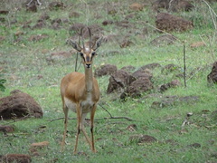 Gazella bennettii
