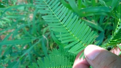 Aeschynomene americana