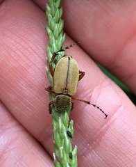 Macrodactylus angustatus