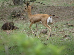 Gazella bennettii