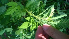 Aeschynomene americana