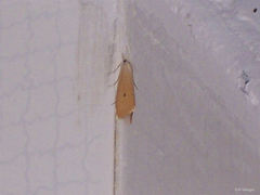 Scirpophaga incertulas