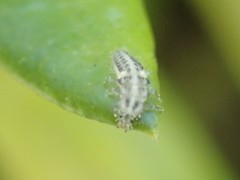 Psyllobora vigintimaculata