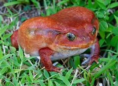 Dyscophus antongilii