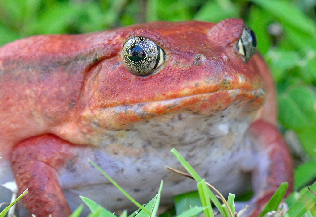 Tomato Frog