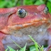 Tomato Frog - Photo (c) Frank-Roland Fließ, some rights reserved (CC BY-NC), uploaded by Frank-Roland Fließ