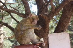 Macaca sylvanus