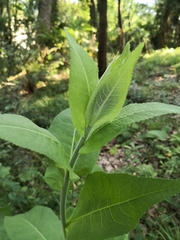 Inula helenium