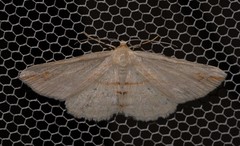 Syneora lithina