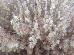 Emmenanthe penduliflora