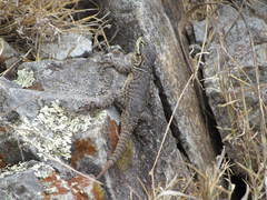 Sceloporus dugesii