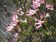 Erica gysbertii