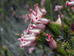 Erica gysbertii