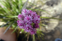 Lachnospermum umbellatum