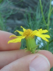 Senecio flaccidus douglasii
