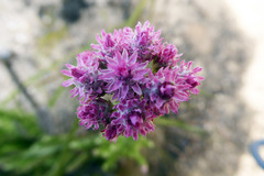 Lachnospermum umbellatum