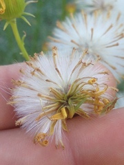 Senecio flaccidus douglasii