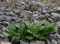 Primula laurentiana