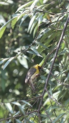 Pachyphantes superciliosus