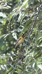 Pachyphantes superciliosus