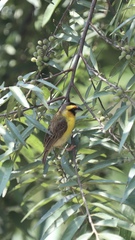 Pachyphantes superciliosus