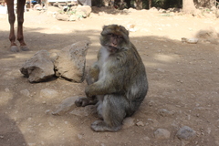 Macaca sylvanus