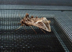 Autographa flagellum