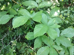 Rubus praecox