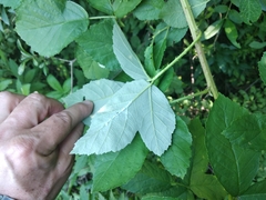 Rubus praecox