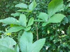 Rubus praecox