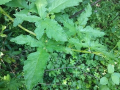 Rubus praecox