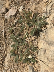 Acaena pinnatifida californica