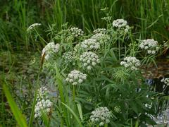Sium latifolium