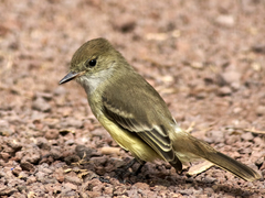 Galapagos Flycatcher photo 2