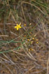 Hypericum linariifolium