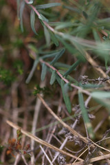 Hypericum linariifolium