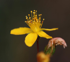 Hypericum linariifolium