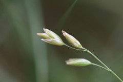 Melica uniflora