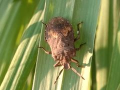 Megymenum brevicorne