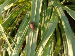 Megymenum brevicorne