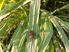 Megymenum brevicorne