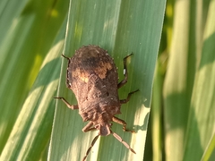 Megymenum brevicorne