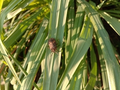 Megymenum brevicorne